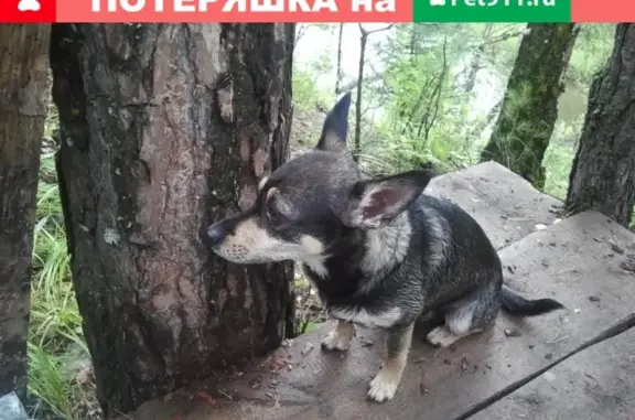 Пропала собака Дёма в Сатке, Челябинская область