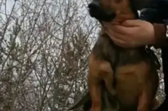 Пропала собака в Усть-Илимске, помогите найти!