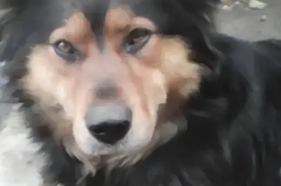 Найдена ручная собака на ул. Гражданской, Екатеринбург