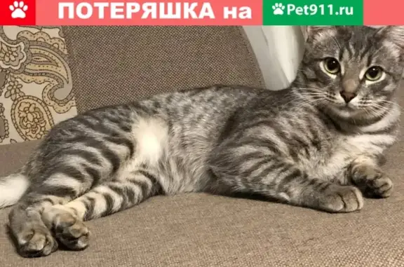 Пропала кошка на Первомайской, Ступино: годовалый серый кот с большими ушами и задними лапами.