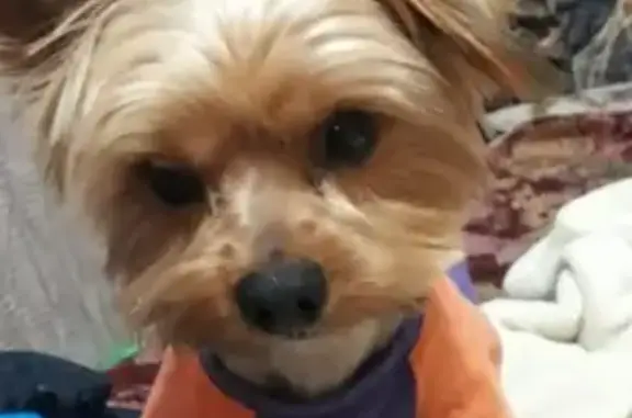 Собаки потеряшки, Верхневеселое, фото: Потеряшка кобель в СТ Золотой гребешок, вознаграждение гарантированно