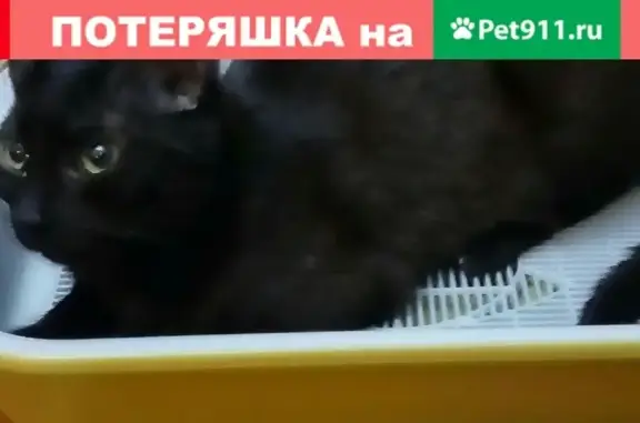 Пропала кошка #poterya@pol_shmot в Полевском