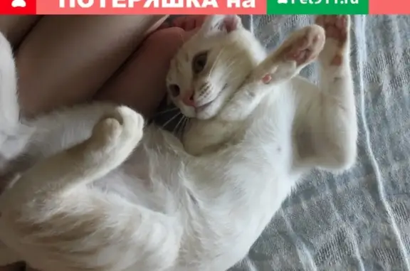 Пропал котенок Рыжий, 5 мес. с ошейником в Октябрьском, Башкортостан