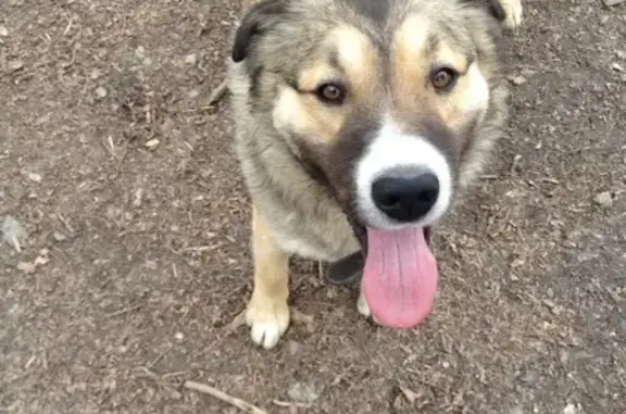 Найден пёс возле парк-хауса в Екатеринбурге