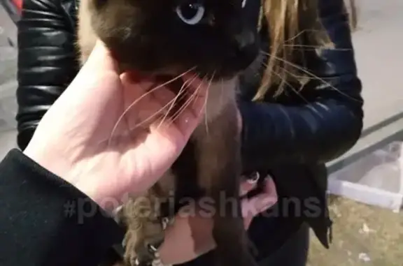 Найдена сиамская кошка на ул. Виктора Уса 1 в Новосибирске