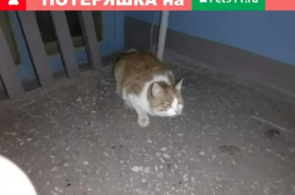 Найден домашний кот (Космонавтов, Екатеринбург)