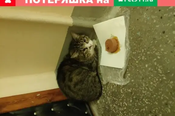 Кошка найдена на улице Костюшко, 74.
