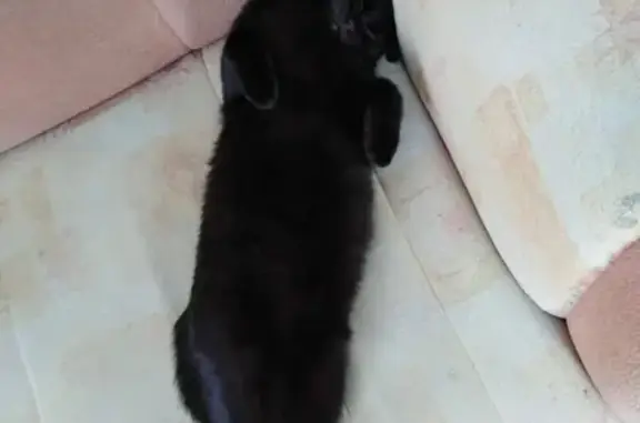 Кошки потеряшки, Колпашево, фото: Потеряшка кошка в НГСС, помогите!