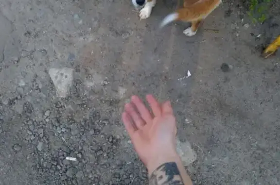 Найдена собака на Лизюкова, Воронеж