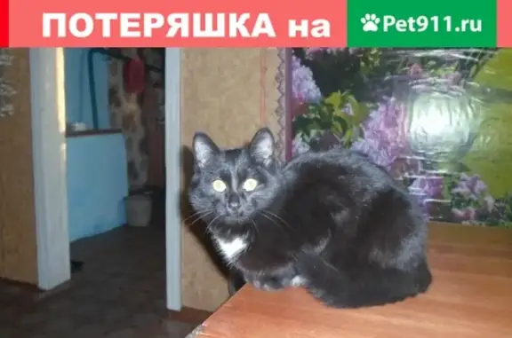 Пропала кошка на улице Кольцова, ищем кота Васю!