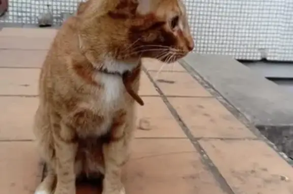 Найден кот в Красноярске, ул. 9-мая, 26.