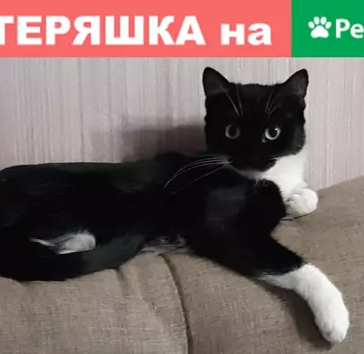 Пропала кошка на ул. Орловской, 22 С-Да и Камозина (Брянск)