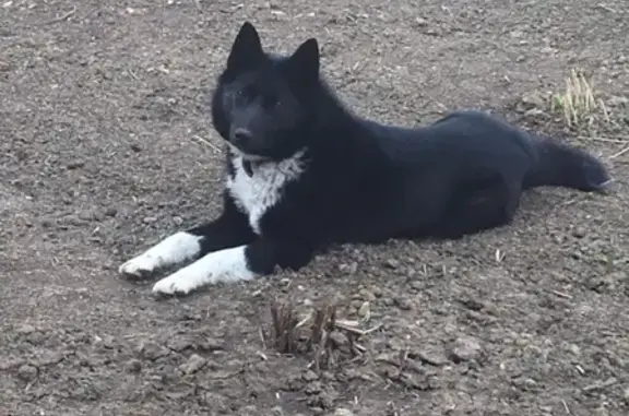 Найдена собака в Домодедово, ищем хозяина!