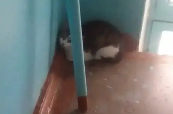Найдена кошка на ул. 40 лет Октября 3*