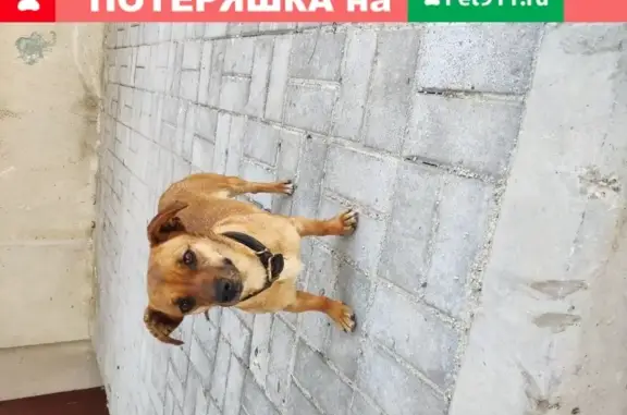 Собака ищет хозяина в Ленинском районе, Севастополь.