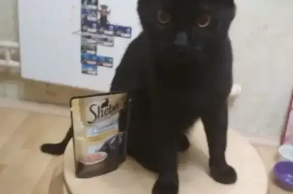 Кошки потеряшки, Москва, фото: Потеряшка кошка Оззи в Москве, Проектируемый проезд № 6131