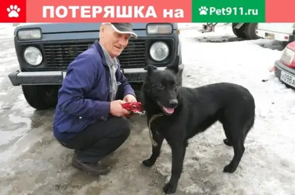 Пропала собака Дина на ул. Омская