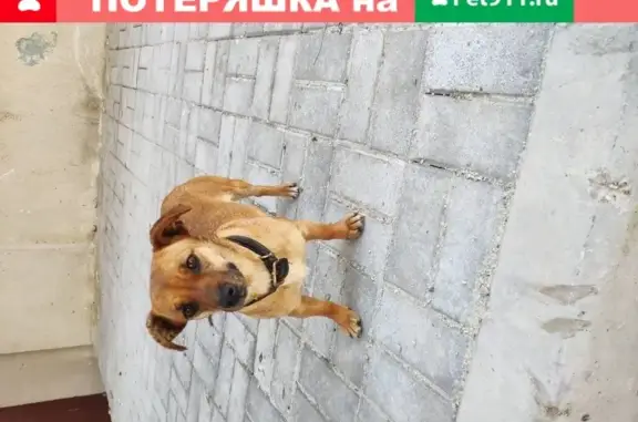 Найдена собака в Севастополе с шрамиками на ушке и черным ошейником