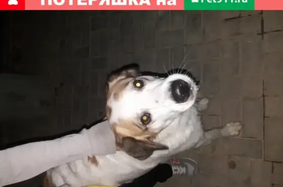Найдена собака на пр-те Античный 52, Севастополь