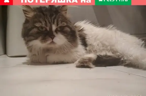 Пропала кошка на ул. 8 Марта, 43к2 в Люберцах