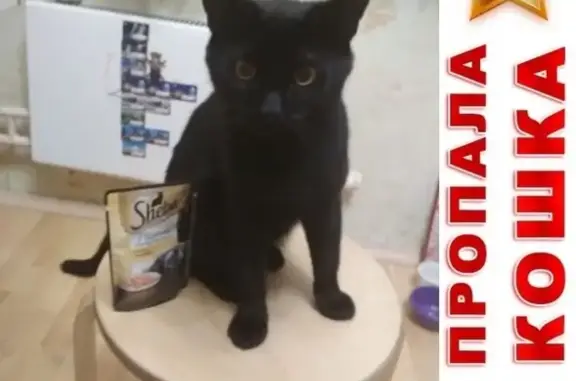 Кошки потеряшки, Москва, фото: Потеряшка кошка Оззи на Южнобутовской улице, Москва