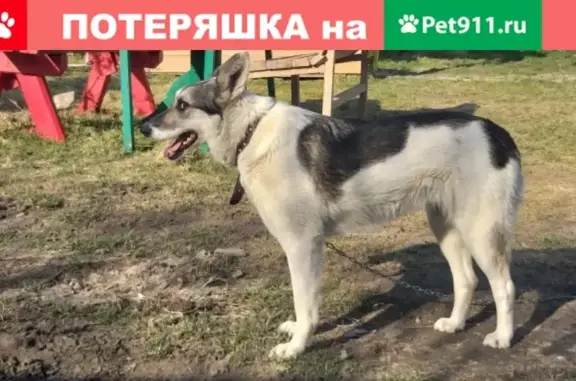 Пропала собака Тоша в Зайцево, Ленобласть
