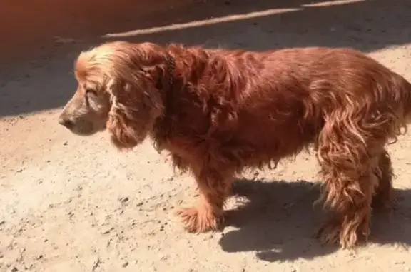 Собака найдена в Ржеве, Тверская область.