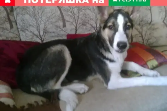 Найден щенок немецкой овчарки на пр. Космонавтов