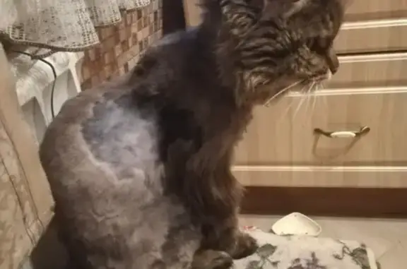 Кошки потеряшки, Москва, фото: Потеряшка кот на ул. Волгина 31к2, помогите найти (Москва)