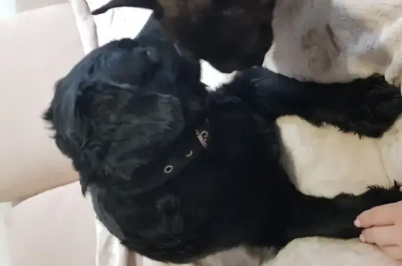 Найдена чёрная собака с ошейником в Новосибирске
