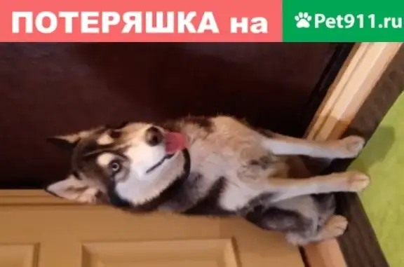 Найдена собака Хаски на улице Бусиновская Горка, Москва