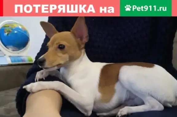 Пропал щенок в Пушкино, ул. Пугачева, Заветы Ильича