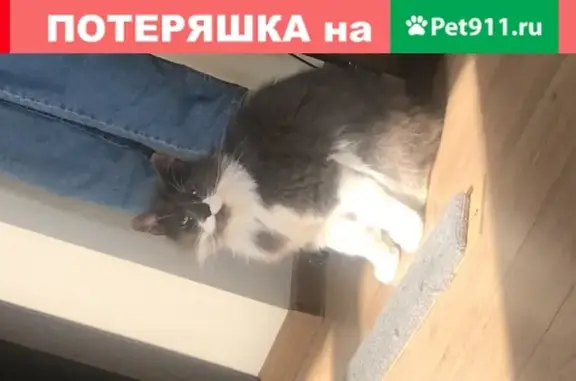 Ласковая кошка с ошейником на улице Костычева, Брянск