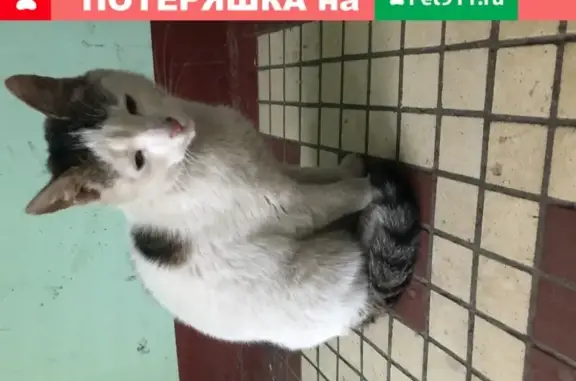 Найдена кошка на Лосиноостровской улице в Москве