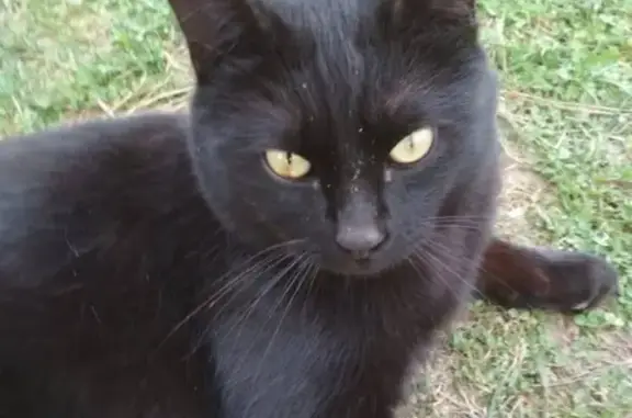 Найден взрослый кот в Дубне, ищет хозяев