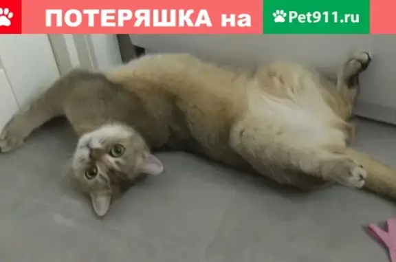 Пропал кот на проспекте Мельникова, 17.