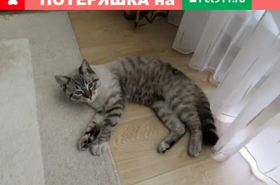 Найден кот в Балашихе, ищем хозяина