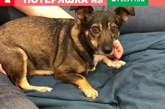 Найдена собака Девочка, Москва