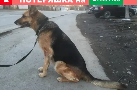 Найдена собака ищет хозяев в Екатеринбурге