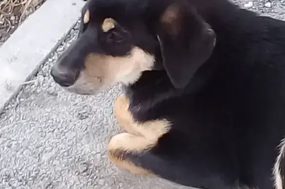 Найдена собака на остановке Матрешкин двор, Новосибирск