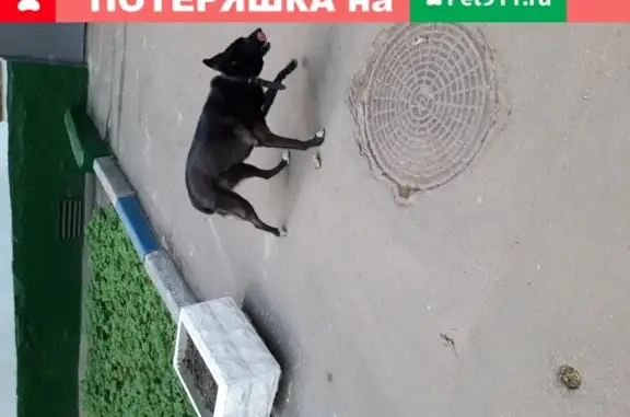 Собака найдена на улице Архитектора Власова, 33 в Москве
