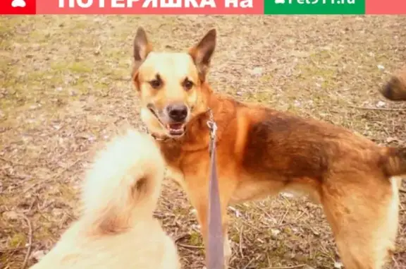 Собаки потеряшки, Москва, фото: Потеряшка собака в Бирюлёво-Восточном, Москва