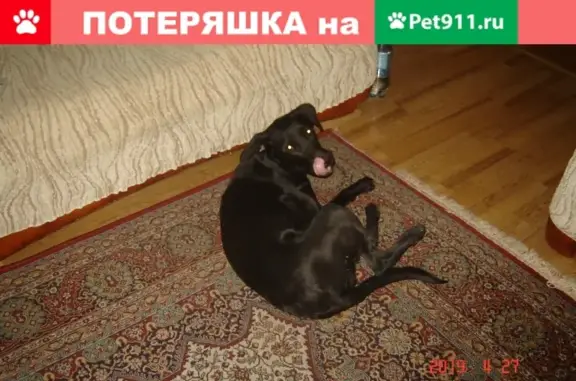 Собака на Иртышской, 21: чёрная девочка в ошейнике.