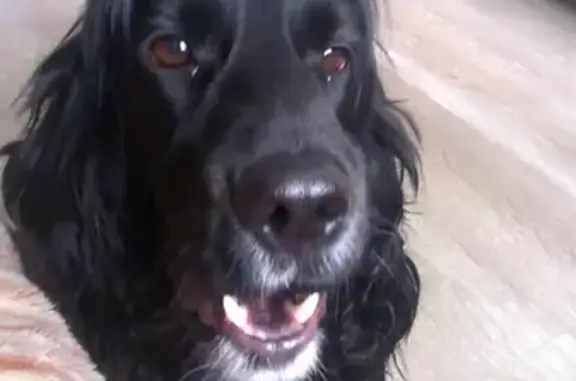 Собаки потеряшки, Пенза, фото: Потеряшка собака Марсель в Пензе, ул. Суворова, 176 кв. 34.