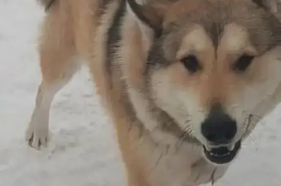 Собаки потеряшки, Владимировка, фото: Потеряшка собака в Владимировке, Самарская обл.
