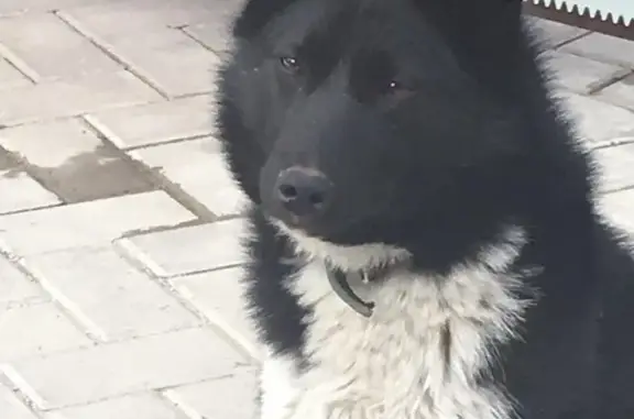 Найдена собака в Домодедово, контакты в описании.