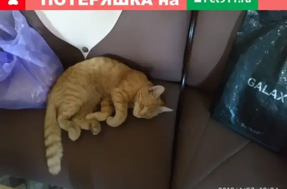 Найден рыжий котенок на улице Гуляева в Старобине, Беларусь - photo