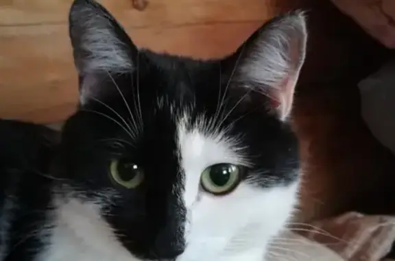 Кошки потеряшки, Йошкар-Ола, фото: Потеряшка кошка в деревне Шеклянур, Республика Марий Эл