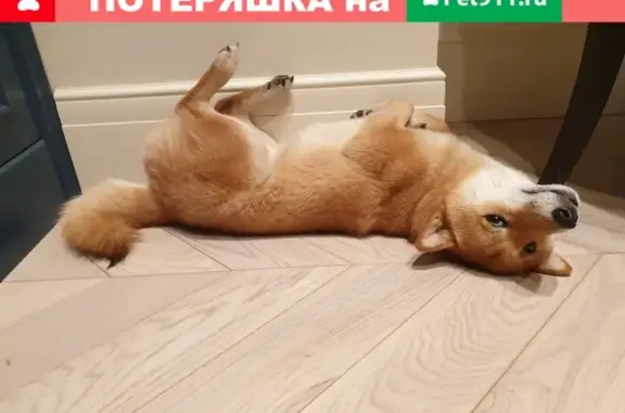 Пропала собака Киндер на улице Воронцовские Пруды, Москва