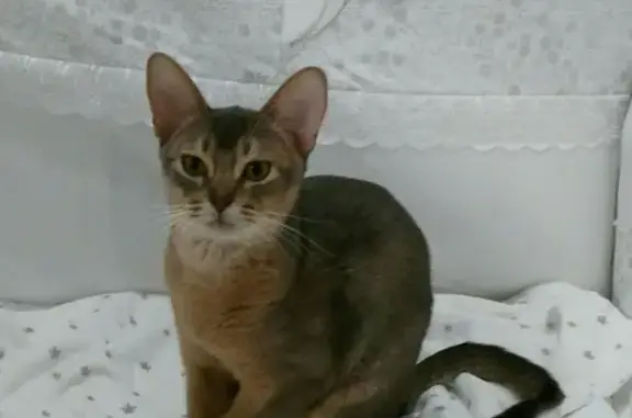 Пропала абиссинская кошка Мурка в Волгоградской области